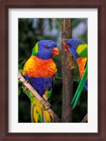 Framed Australia, Pair of Rainbow Lorikeets bird