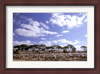 Framed Sheep Station, Kangaroo Island, South Australia, Australia