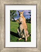 Framed Kangaroo, Queensland, Australia