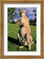 Framed Kangaroo, Queensland, Australia