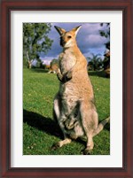 Framed Kangaroo, Queensland, Australia