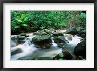 Framed Rainforest, Daintree National Park, Queensland, Australia