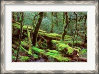 Framed Cradle Mt and Lake St Clair National Park, Tasmania, Australia