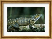 Framed Australia, Queensland, Eastern Water Dragon lizard