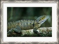 Framed Australia, Queensland, Eastern Water Dragon lizard