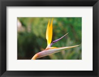 Framed Australia, Queensland, Bird of paradise flower garden