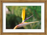 Framed Australia, Queensland, Bird of paradise flower garden