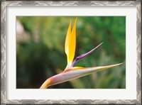 Framed Australia, Queensland, Bird of paradise flower garden