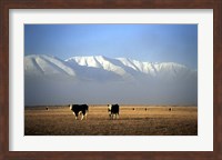 Framed Cows and Hawkdun Range, Maniototo, Central Otago