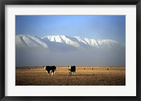 Framed Cows and Hawkdun Range, Maniototo, Central Otago