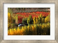 Framed Autumn Colours, Bannockburn, Central Otago, New Zealand