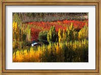 Framed Autumn Colours, Bannockburn, Central Otago, New Zealand