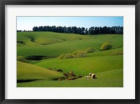 Framed Farmland Near Clinton, New Zealand