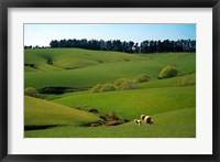 Framed Farmland Near Clinton, New Zealand