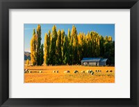 Framed Farmland, Maniototo, Central Otago, New Zealand
