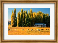 Framed Farmland, Maniototo, Central Otago, New Zealand