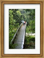 Framed Bridge Below Whangarei Falls, Northland, New Zealand