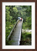 Framed Bridge Below Whangarei Falls, Northland, New Zealand
