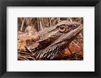 Framed Australia, Central Bearded Dragon lizard, outback