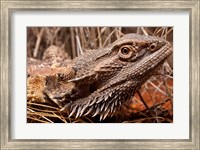 Framed Australia, Central Bearded Dragon lizard, outback