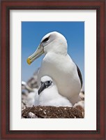Framed Australia, Tasmania, Bass Strait Shy albatross with chick