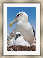Framed Australia, Tasmania, Bass Strait Shy albatross with chick
