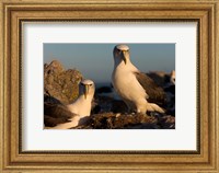 Framed Australia, Tasmania, Bass Strait Albatross pair