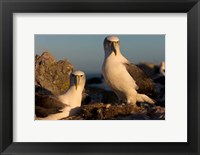 Framed Australia, Tasmania, Bass Strait Albatross pair