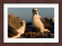 Framed Australia, Tasmania, Bass Strait Albatross pair
