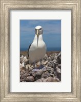 Framed Australia, Tasmania, Bass Strait Shy albatross