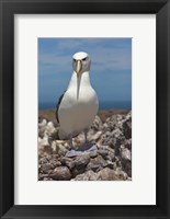 Framed Australia, Tasmania, Bass Strait Shy albatross