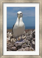 Framed Australia, Tasmania, Bass Strait Shy albatross
