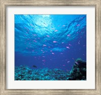 Framed Australia, Great Barrier Reef Purple Anthias fish