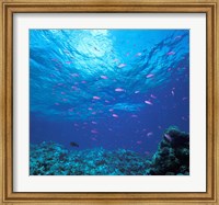 Framed Australia, Great Barrier Reef Purple Anthias fish