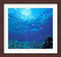 Framed Australia, Great Barrier Reef Purple Anthias fish
