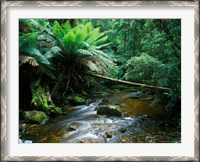 Framed Nelson Creek, Franklin Gordon Wild Rivers National Park, Tasmania, Australia