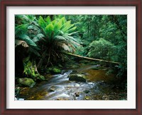 Framed Nelson Creek, Franklin Gordon Wild Rivers National Park, Tasmania, Australia