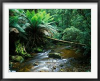 Framed Nelson Creek, Franklin Gordon Wild Rivers National Park, Tasmania, Australia