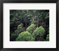 Framed Eucalyptus Forest, Walpole-Nornalup NP, Western Australia, Australia