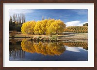 Framed Autumn Vineyard, Bannockburn Inlet, Lake Dunstan, Central Otago, South Island, New Zealand