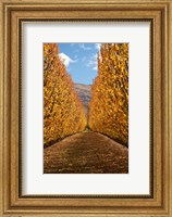 Framed Autumn, Orchard, Roxburgh, South Island, New Zealand