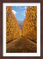 Framed Autumn, Orchard, Roxburgh, South Island, New Zealand