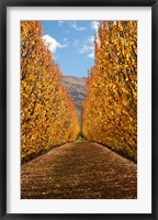 Framed Autumn, Orchard, Roxburgh, South Island, New Zealand