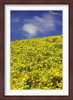 Framed Californian Poppies, Central Otago, South Island, New Zealand