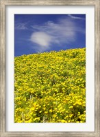 Framed Californian Poppies, Central Otago, South Island, New Zealand
