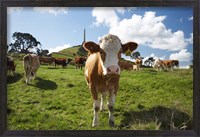 Framed Cows And Obelisk, One Tree Hill Domain, Auckland, North Island, New Zealand