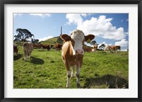 Framed Cows And Obelisk, One Tree Hill Domain, Auckland, North Island, New Zealand