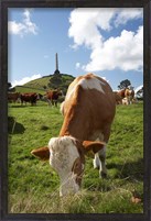Framed Cows, Farm animal, Auckland, North Island, New Zealand