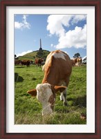 Framed Cows, Farm animal, Auckland, North Island, New Zealand