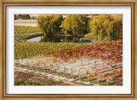 Framed Domain Road Vineyard, Bannockburn, Central Otago, South Island, New Zealand